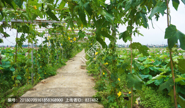 荷花叢中絲瓜棚