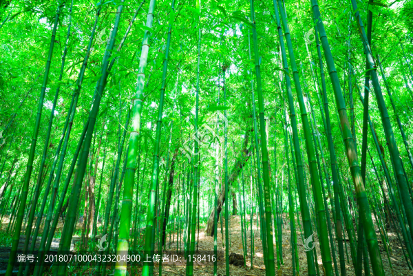 竹子竹林素材