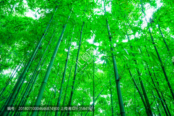 竹子竹林素材