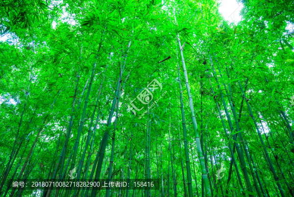 竹子竹林素材