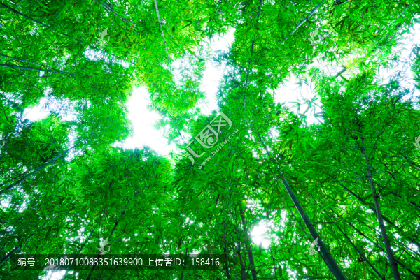 竹子竹林素材