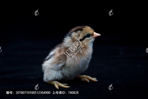小雞雞仔雛雞