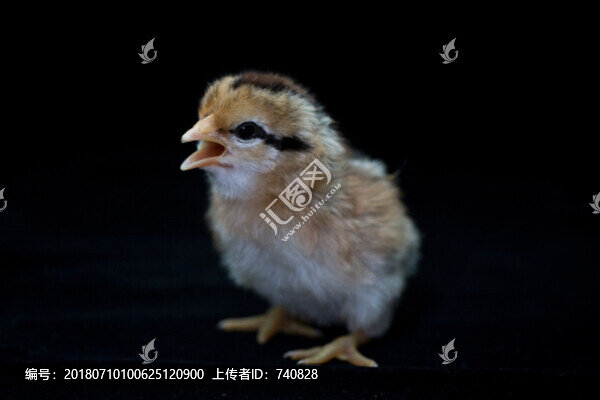 小雞雞仔雛雞