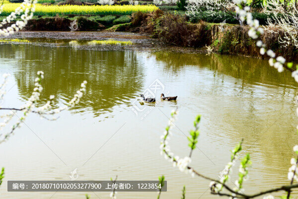 李子樹池塘放養(yǎng)鴨