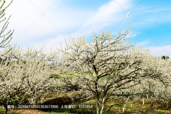 李子樹