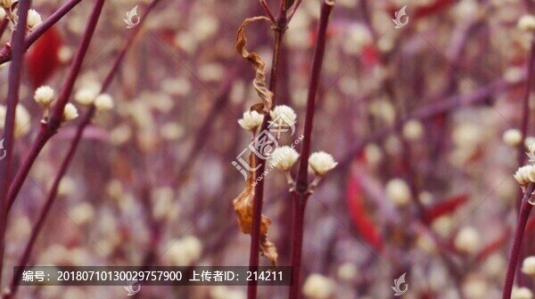 枝葉