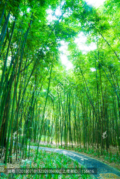 竹子竹林素材