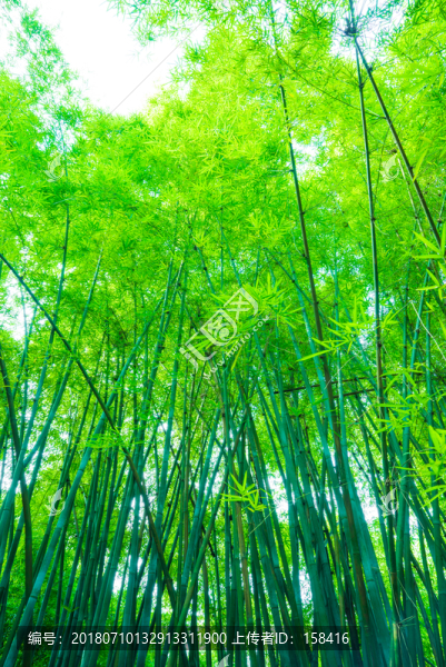 竹子竹林素材