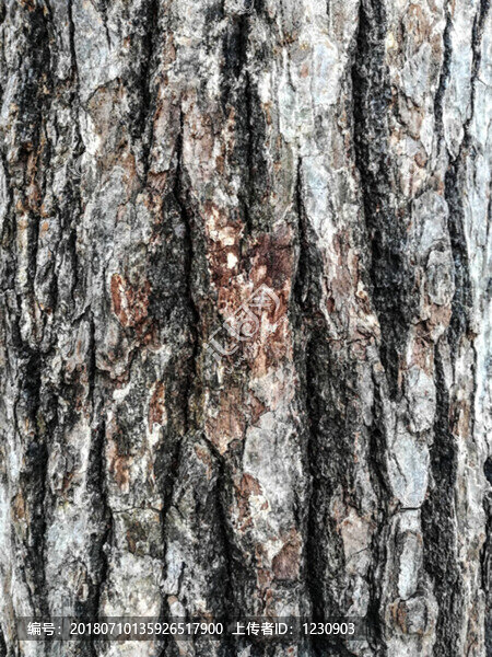 樹皮