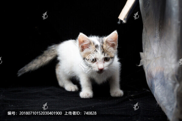 小貓貓咪