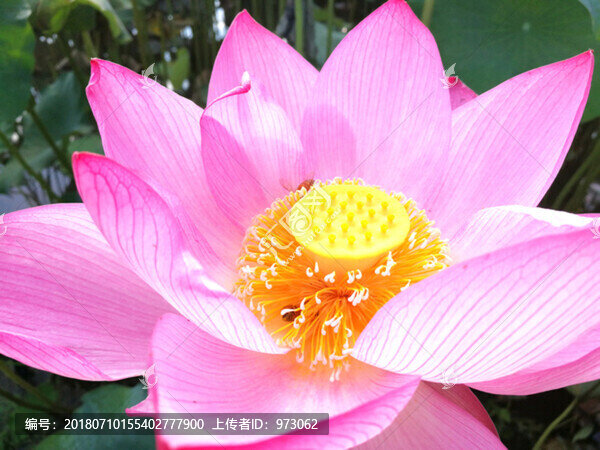 荷花盛開(kāi)蜜蜂采釀荷花粉