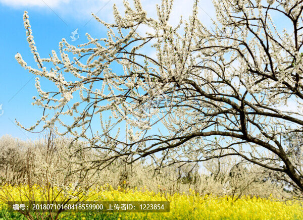 李子花