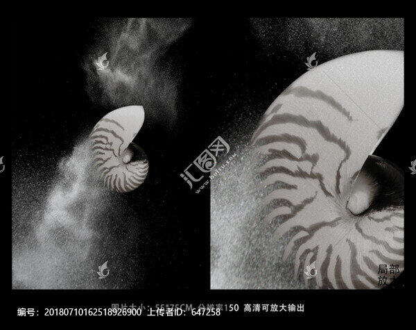 黑白攝影貝殼裝飾畫(huà)素材1807