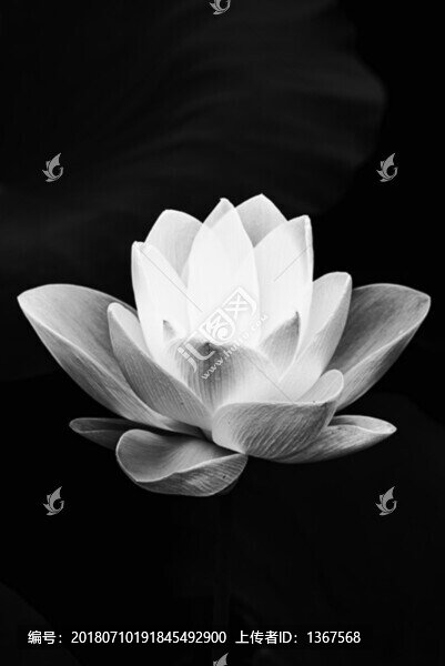 荷花黑白攝影