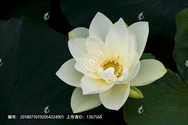 荷花特寫