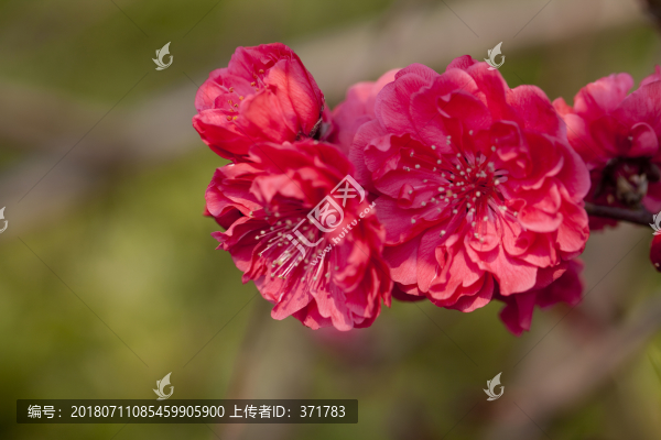 碧桃花