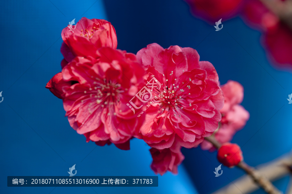 碧桃花