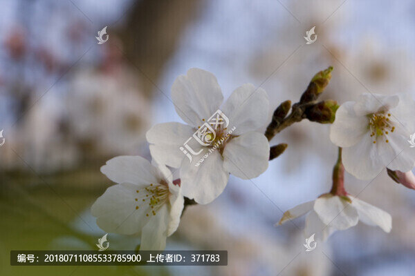 桃花