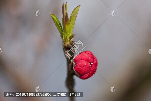 碧桃花
