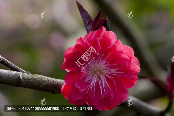 碧桃花