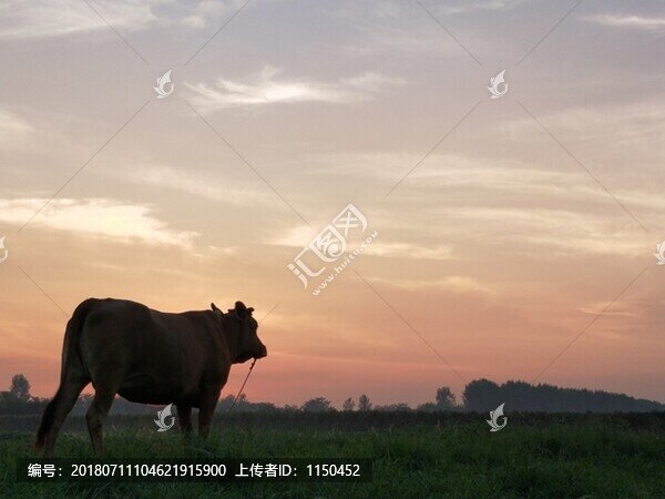 晚霞夕陽真牛