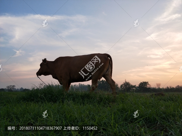 晚霞夕陽真牛