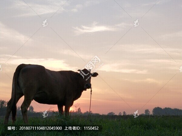 晚霞夕陽真牛