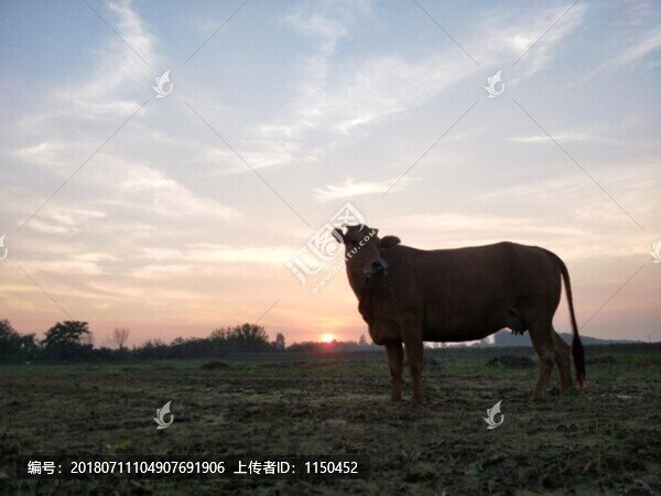 晚霞夕陽真牛