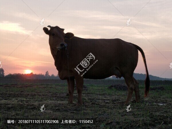 晚霞夕陽真牛