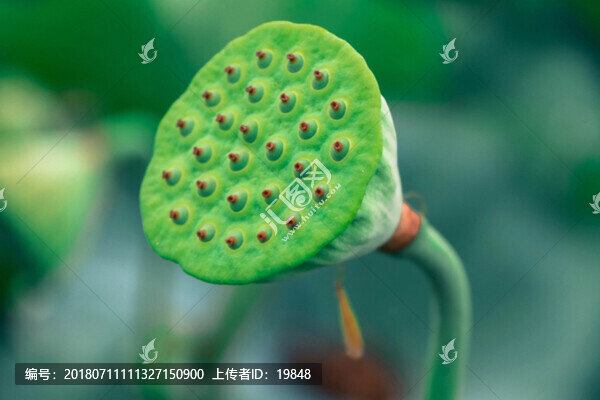 蓮蓬