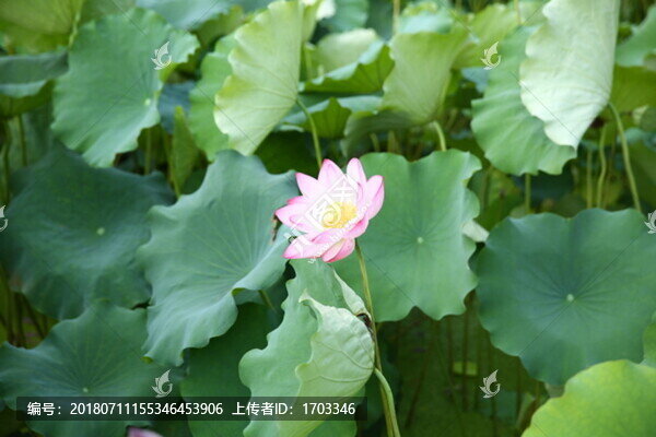 夏日荷花