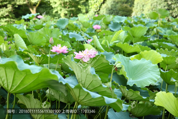 夏日荷花