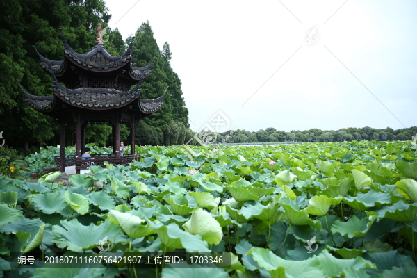 曲院風(fēng)荷景景區(qū)