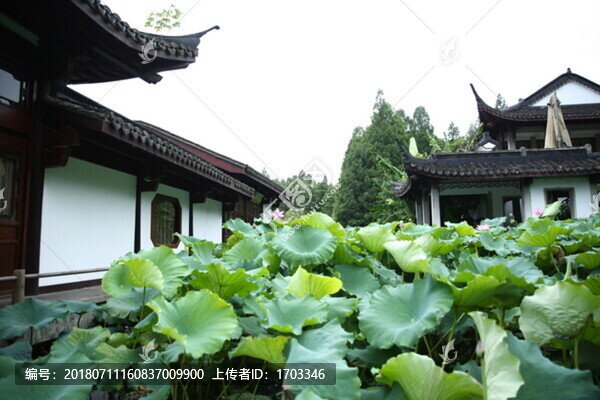 曲院風(fēng)荷景區(qū)