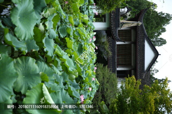 曲院風(fēng)荷景區(qū)