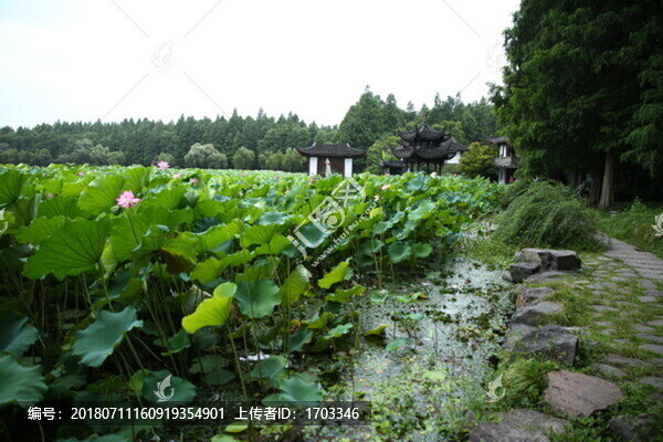 曲院風(fēng)荷景區(qū)
