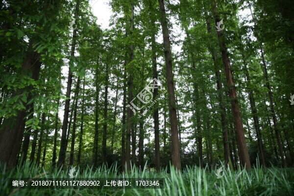 森林