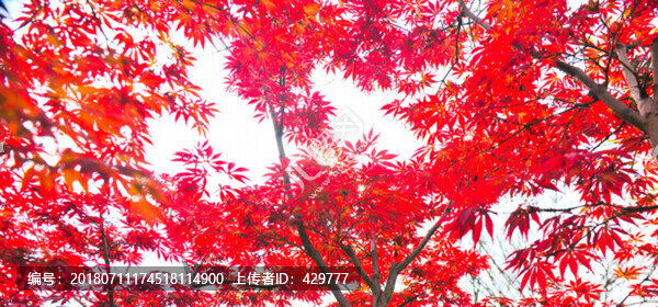 紅葉林