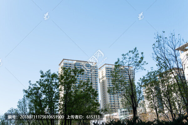 夏天城市里的樹和居民樓
