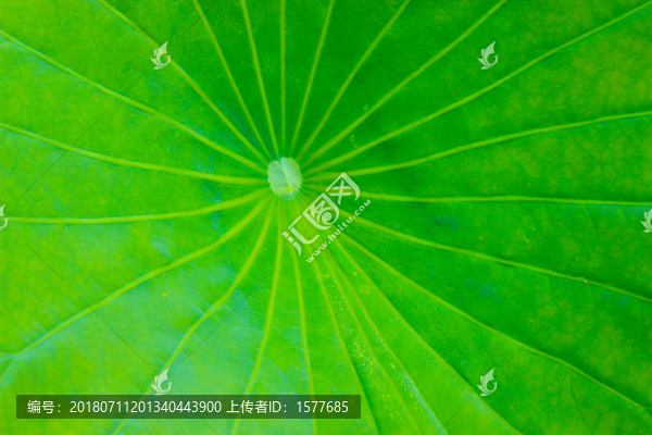 荷葉