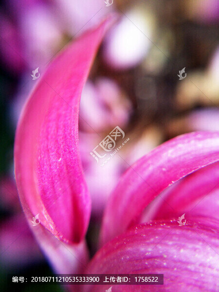 菊花局部