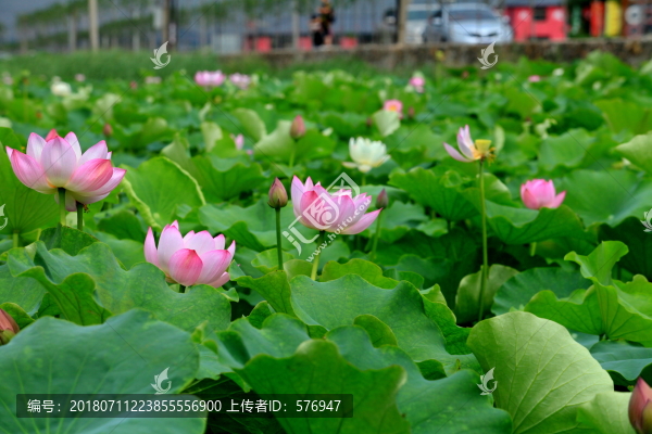 荷花
