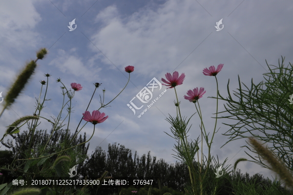波斯菊