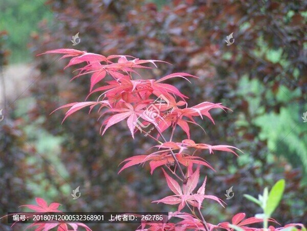 紅葉