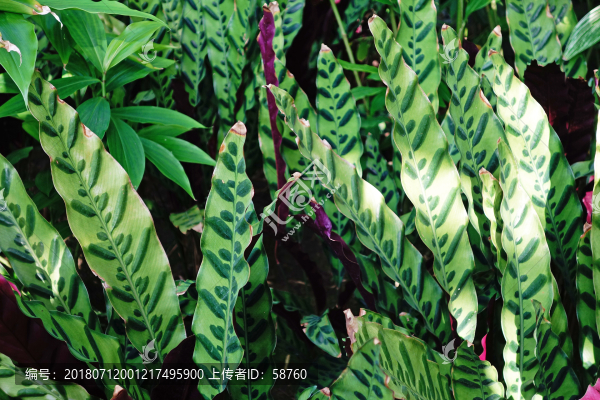 披針葉斑竹芋