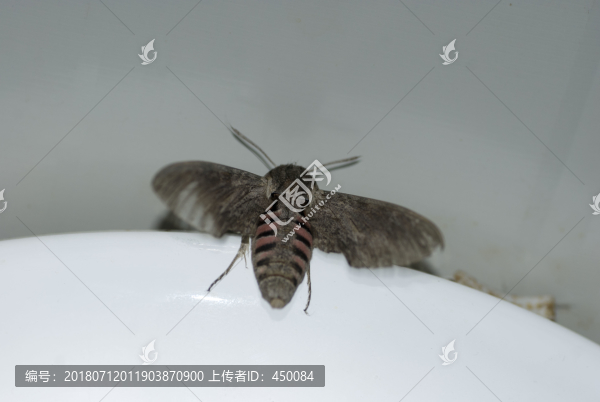 天蛾
