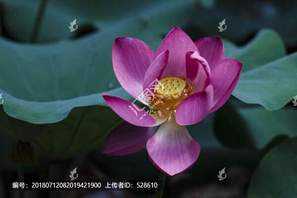 荷花