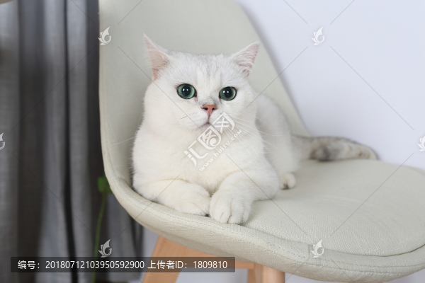 寵物貓