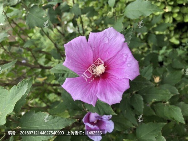 雨后花蕊帶水滴