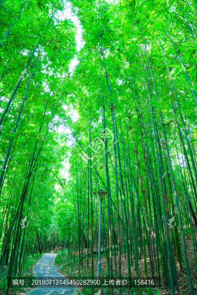 竹園竹子竹林素材
